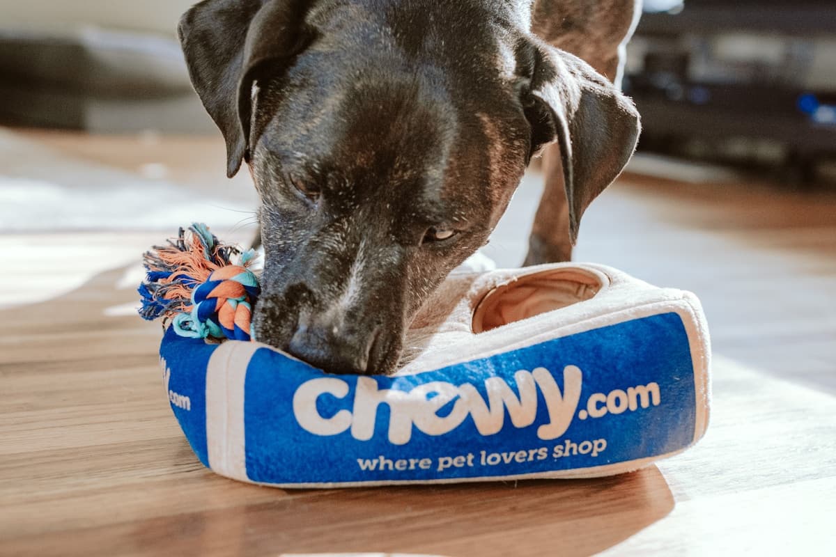 Гатэлі a penzióny pre zvieratá